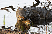 Marsh crocodiles