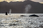 Grey whales blowing, Mexico