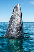 Grey whale spyhopping