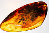 Insect fossilized in amber