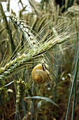 Edible snail in wheat field