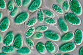 Glaucocystis algae, light micrograph