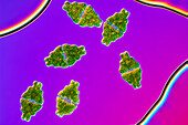 Euastrum humerosum desmid, light micrograph