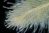 Batrachospermum gelatinosum, light micrograph