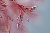 Rhodophytes, light micrograph