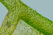 Vaucheria sessilis algae, light micrograph