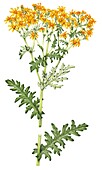 Common ragwort (Senecio jacobaea), illustration