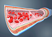 Vein structure, illustration