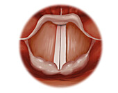 Closed vocal cords, illustration