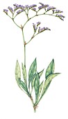 Common sea lavender (Limonium vulgare), illustration