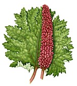 Giant rhubarb (Gunnera tinctoria), illustration
