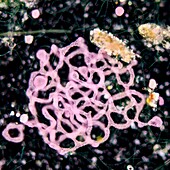 Purple bacteria, LM