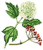 Guelder-rose (Viburnum opulus), illustration