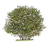 Guelder-rose (Viburnum opulus) tree, illustration