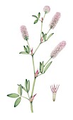 Hare's-foot clover (Trifolium arvense), illustration