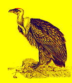 Griffon vulture, 19th century illustration