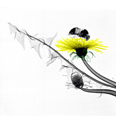 Bumblebee on a dandelion, coloured X-ray