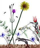 Flowers and lizard, coloured X-ray