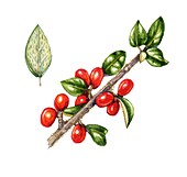 Himalayan cotoneaster (Cotoneaster simonsii), illustration