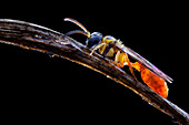 Sleeping wasp