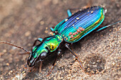 Ground beetle with mites