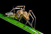 Spitting spider with cricket prey