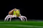 Crab spider