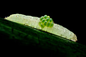 Parasitic wasp larvae
