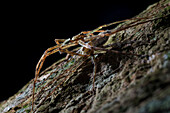 Mating huntsman spider