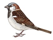 Male house sparrow, illustration