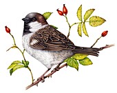House sparrow, illustration