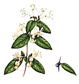 Japanese honeysuckle (Lonicera japonica), illustration