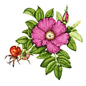 Japanese rose (Rosa rugosa), illustration