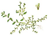 Knotgrass (Polygonum aviculare) and flower, illustration