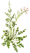 Lady's smock (Cardamine pratensis), illustration