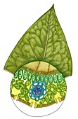 Leaf, illustration