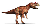 Ceratosaurus dinosaur, illustration