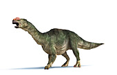 Muttaburrasaurus dinosaur, illustration