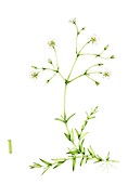 Lesser stitchwort (Stellaria graminea), illustration