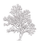 Southern magnolia (Magnolia grandiflora) tree, illustration