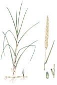 Marram grass (Ammophila arenaria), illustration