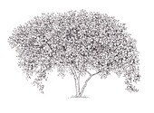 Common medlar (Mespilus germanica) tree, illustration