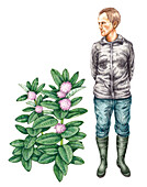 Common milkweed (Asclepias syriaca), illustration