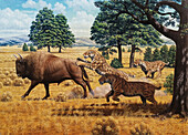 Smilodon sabre-toothed cats pursuing a bison, illustration