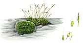 Grey cushioned grimmia and wall screw-moss, illustration