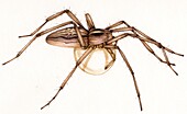 Nursery web spider, illustration