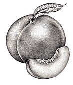 Peach (Prunus persica), illustration