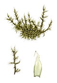 Woolly fringe moss (Racomitrium lanuginosum), illustration