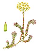 Rock stonecrop (Sedum forsterianum), illustration