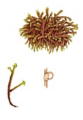Rusty hook moss (Scorpidium revolvens) , illustration